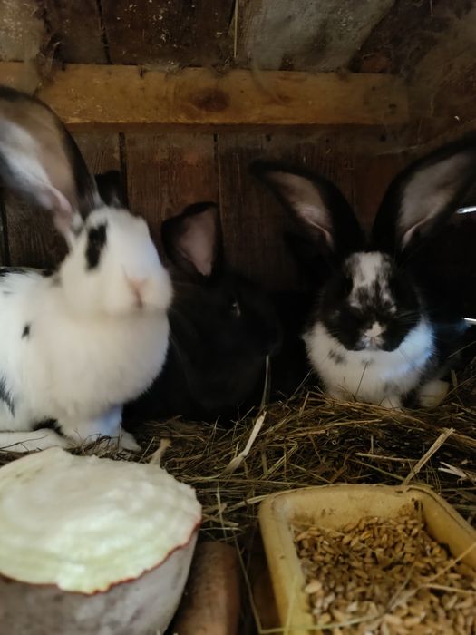 Młode króliki  sprzedam