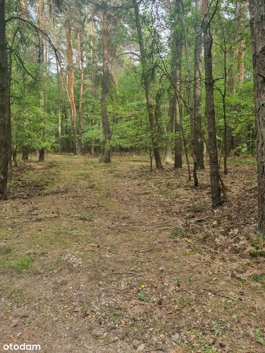 Działka budowlana w środku lasu - Widok 2