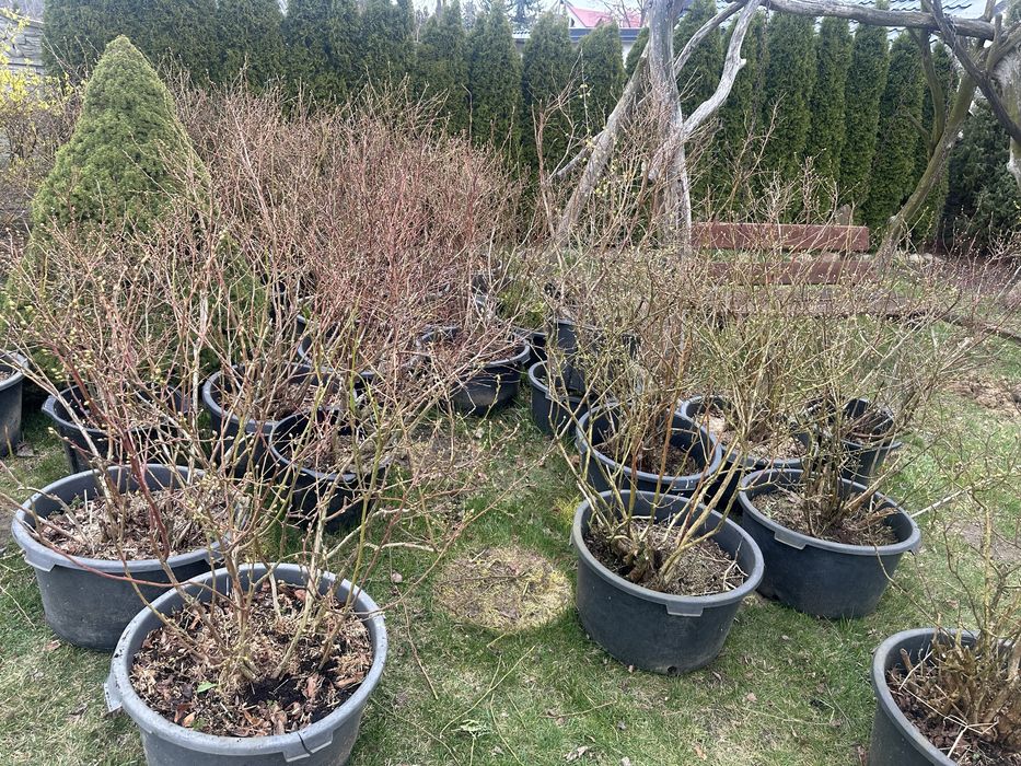 Sprzedam borówki amerykańskie