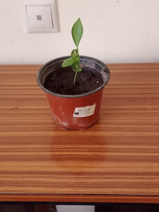 Árvore de Laranjeira em vaso – saudável e pronta para plantar