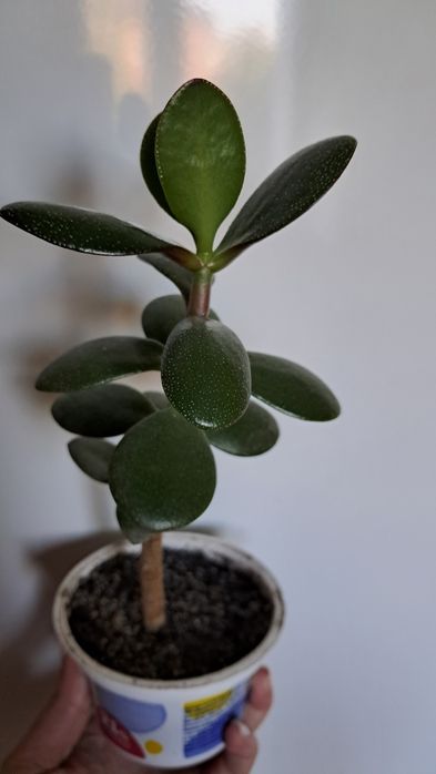 Вазони  для дому