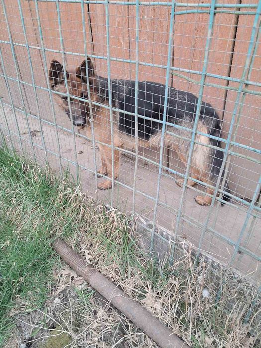 Продам німецьку вівчарку