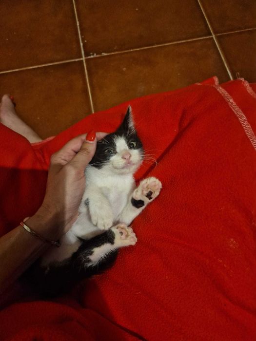 Gatinhos bebés para adoção consciente
