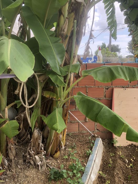 Mudas de Bananeira Cavendish Producao Garantida Rebentos Saudaveis
