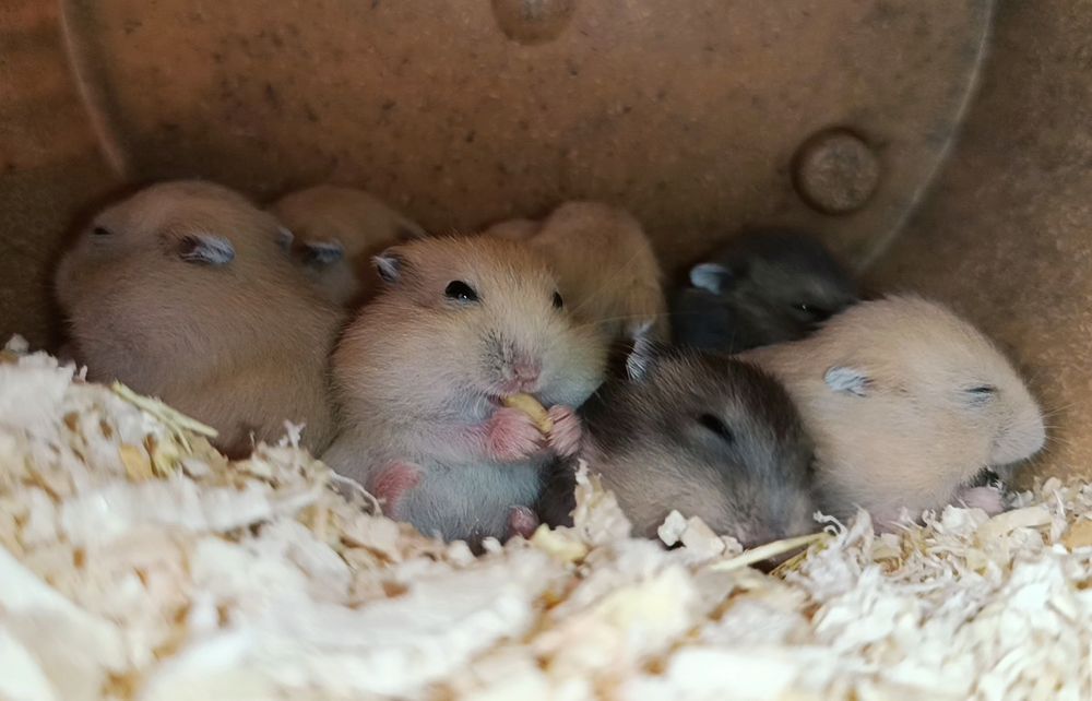 Młode chomiczki dżungarskie