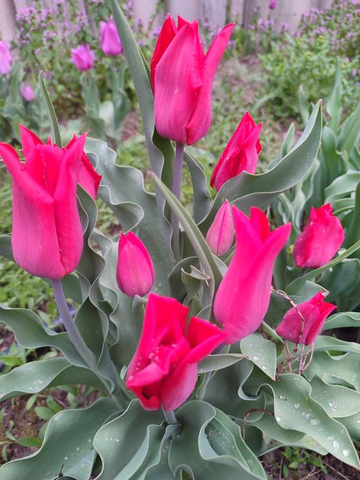 Тюльпани з клумби