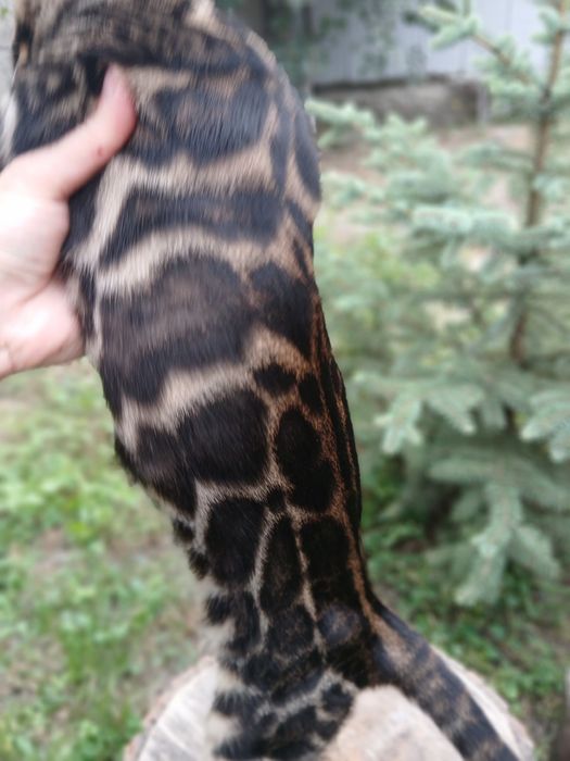 Шоу класс бенгал 4,5 мес