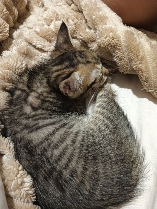 Gatinha para adoção responsável