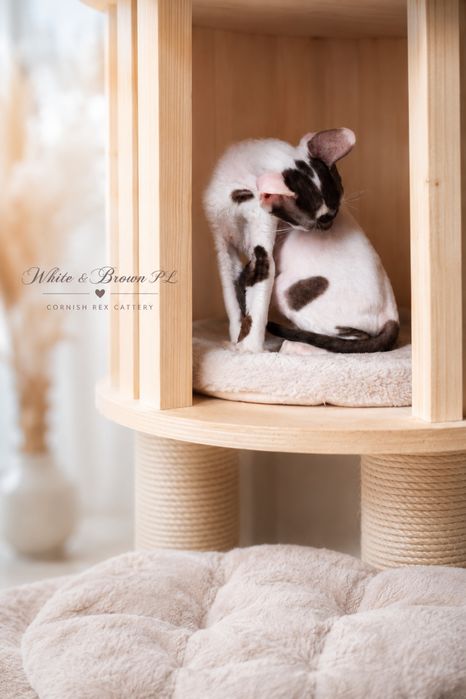 Cornish Rex – kocurek gotowy do odbioru | Rodowód FPL