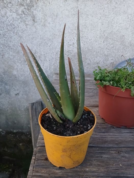 Planta Cacto Aloe Vera