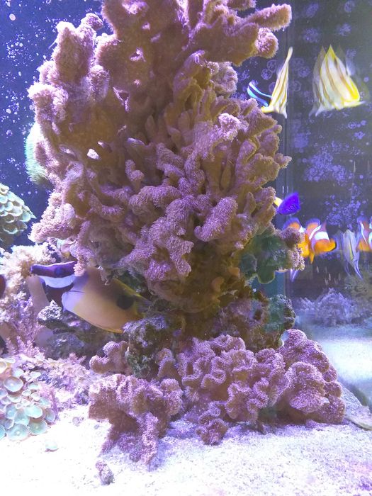 Pavona koral twardy ok 10 cm