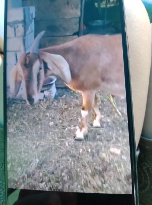 Хорошая козочка ищет дом