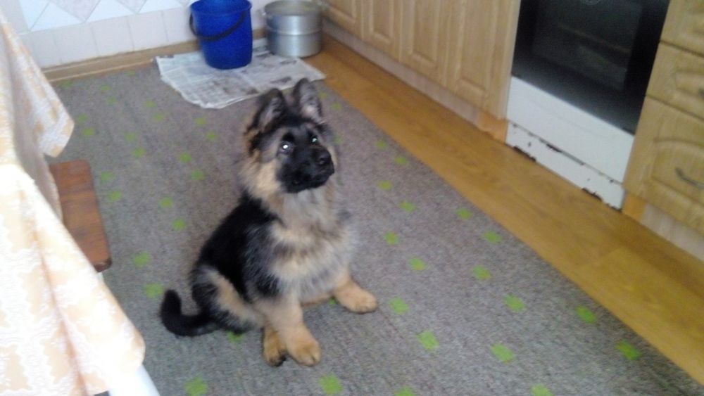 В'язка, німець хлопчик