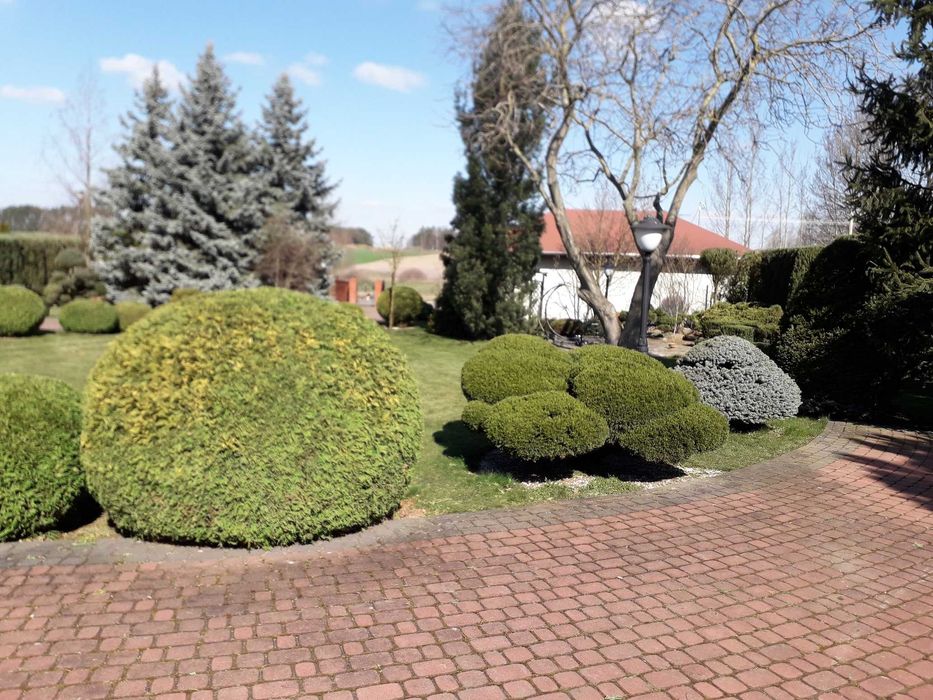 cięcie żywopłotów Formowanie krzewów ozdobnych pielęgnacja ogrodu
