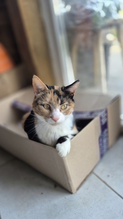 Кішечка в добрі руки