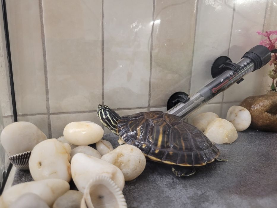 żółw  wodno-lądowy akwarium