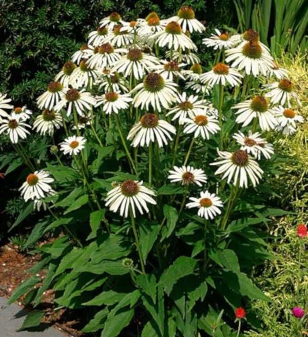JEŻÓWKA Alba White Swan Echinacea - sadzonki w doniczkach