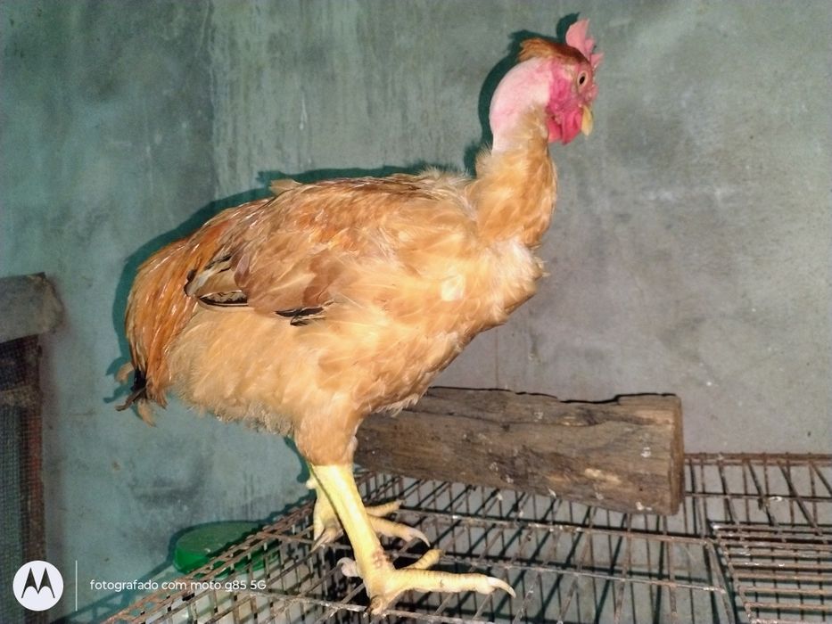 Galos caseiros .