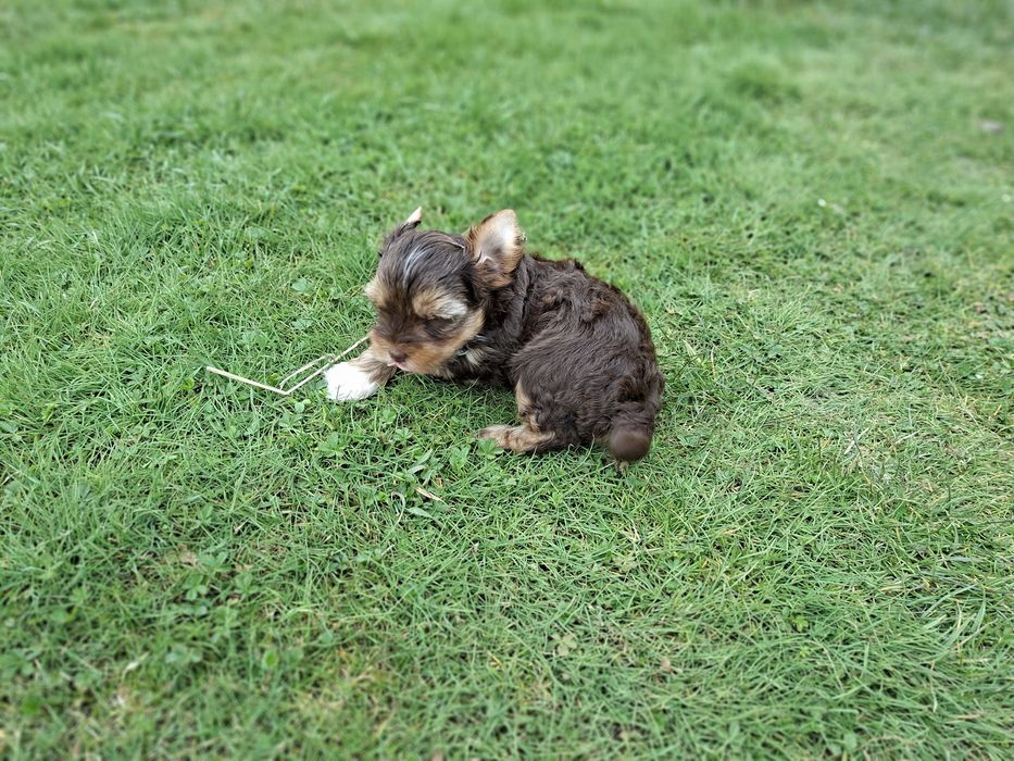 York Piesek Rodowód