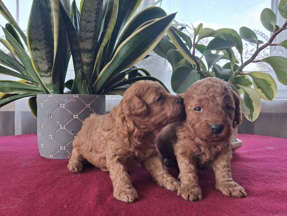 Pudelek miniaturowy płowy piesek