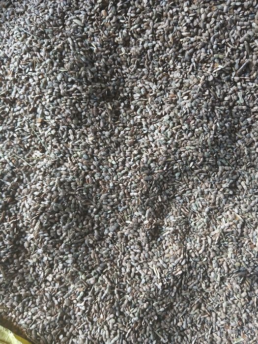 Saradela saladera seladera