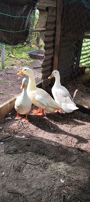 Patos Pequim caseiros