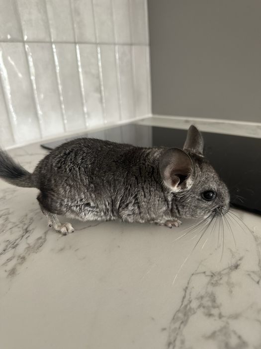 Sprzedam młodego samczyka szynszyli