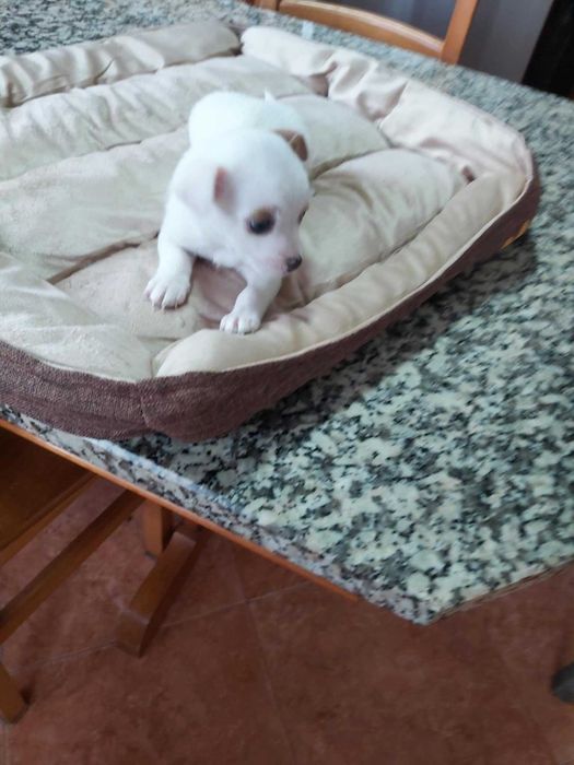 Chihuahua macho mini