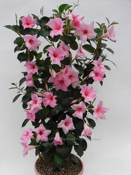 Дипладения CREAM PINK