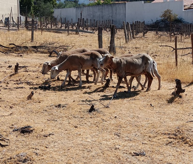 Cabrito anão e borrego