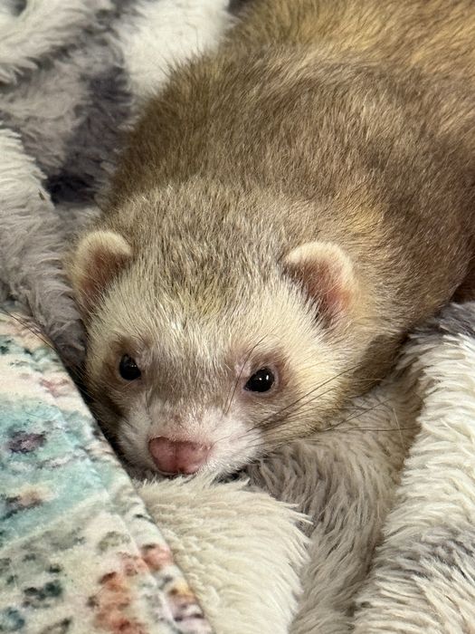 Frytek szuka domu tymczasowego