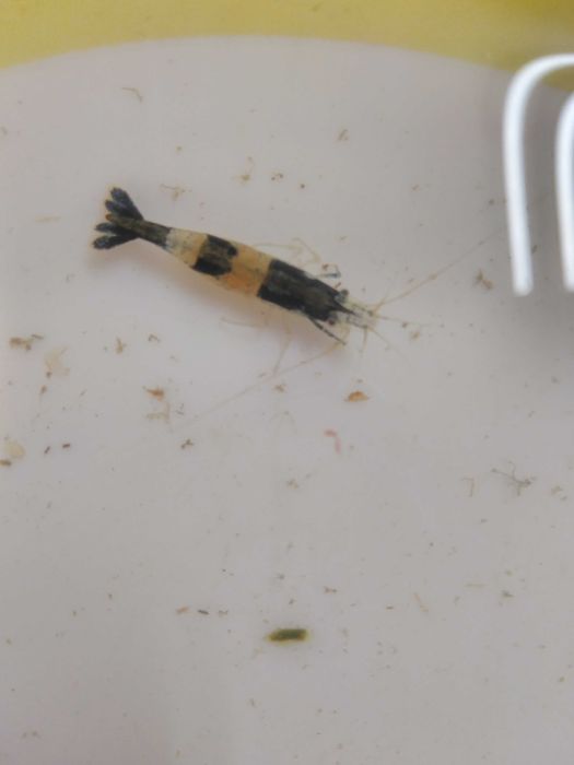 Camarões Red  Cherry adultos