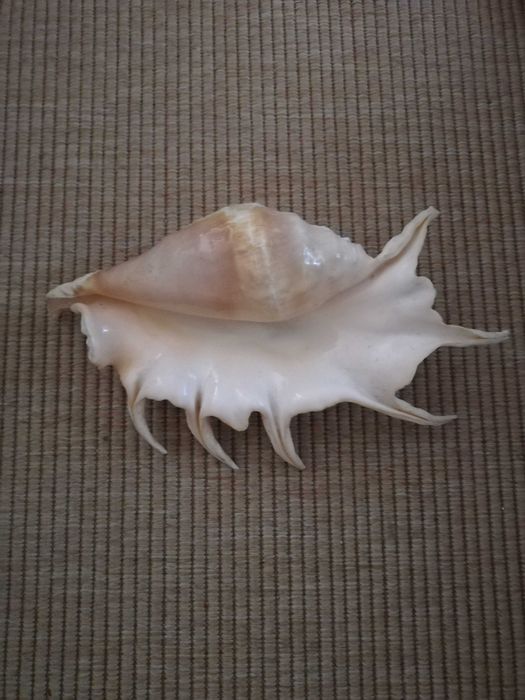 Búzio Moçambique