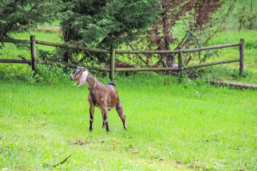 Cabras Anglo Nubianas