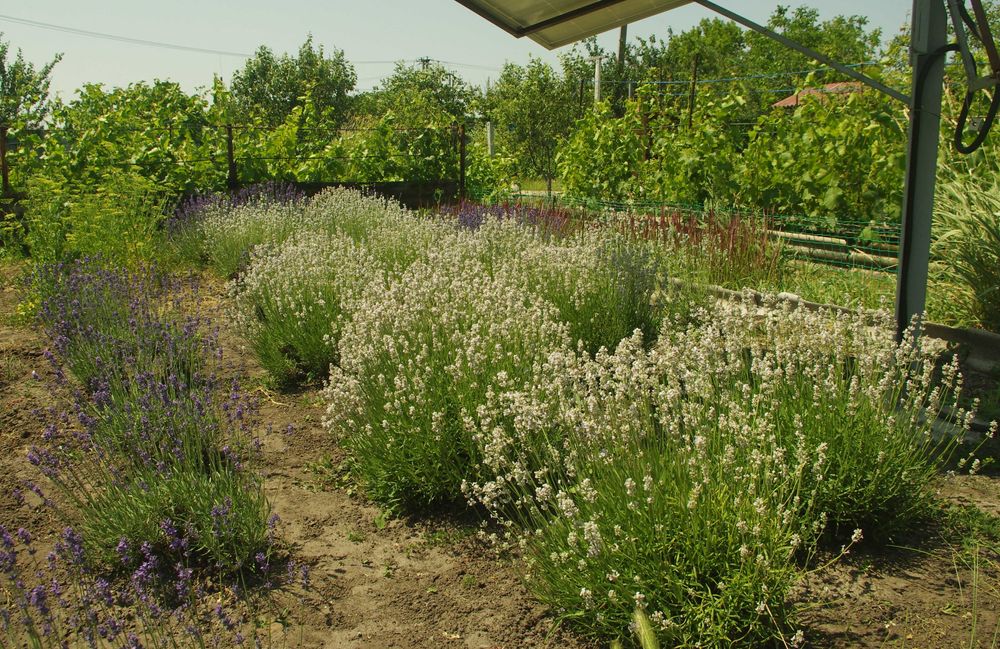 Гидролат мяты, лаванды, тимьяна, шалфея, мелиса, можевельник 100мл