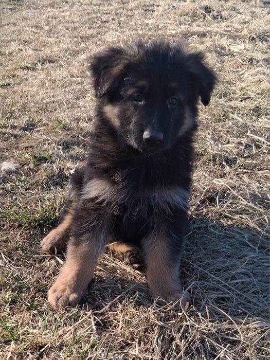 Owczarek niemiecki długowłosy śliczne szczenięta