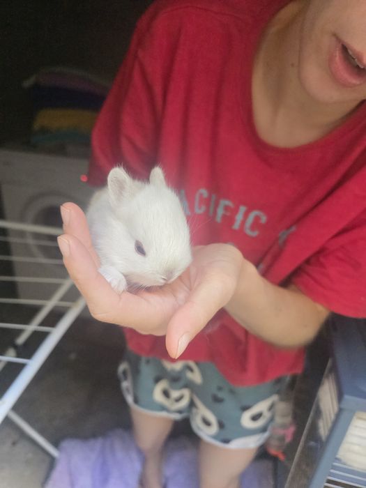 Animais venda coelhos