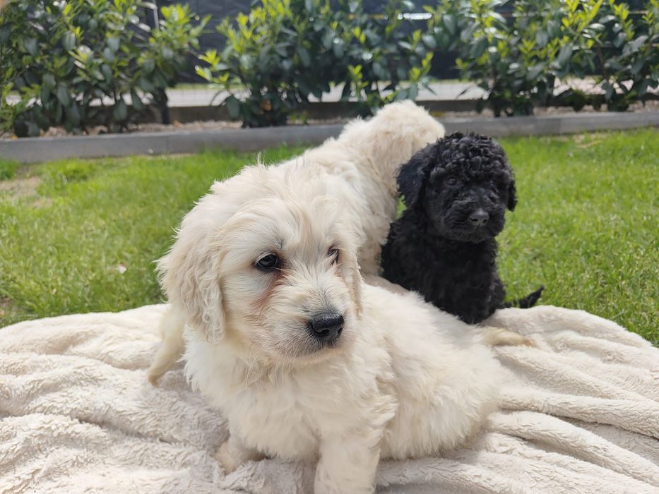 Goldendoodle szczeniak suka pies rodowod