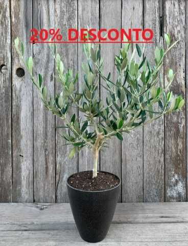 Vende-se todo o tipo de OLIVEIRAS de Qualidade PREMIUM