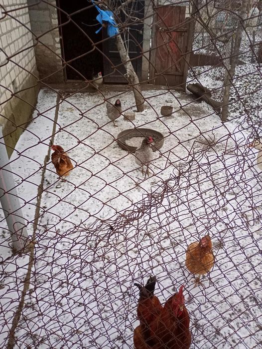 Продаю курей несушок