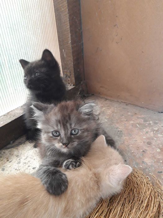 Кошенята безкоштовно
