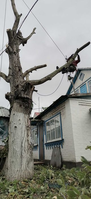 Висотні роботи , Видалення дерев