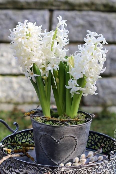 Гіацинти весняні