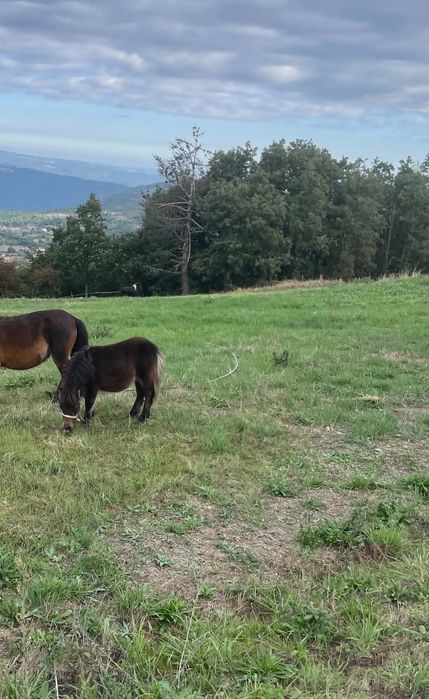 Vendo mini pônei macho