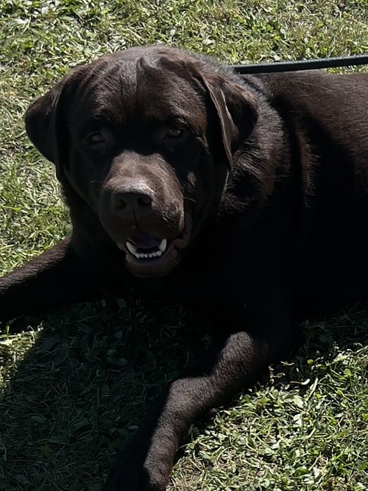 Шоколадні хлопці!!!