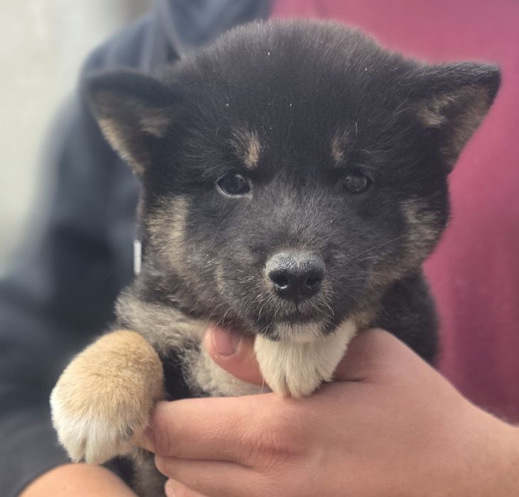 Shiba Inu czarny piesek ! Możliwy transport!  Gotowy do odbioru!