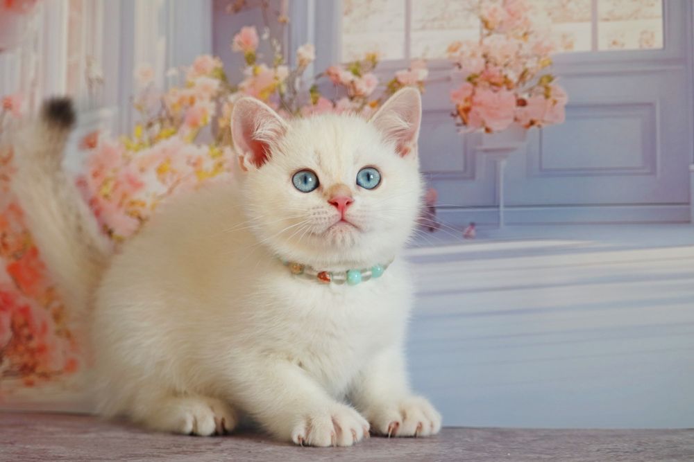 Британский золотой поинт мальчик