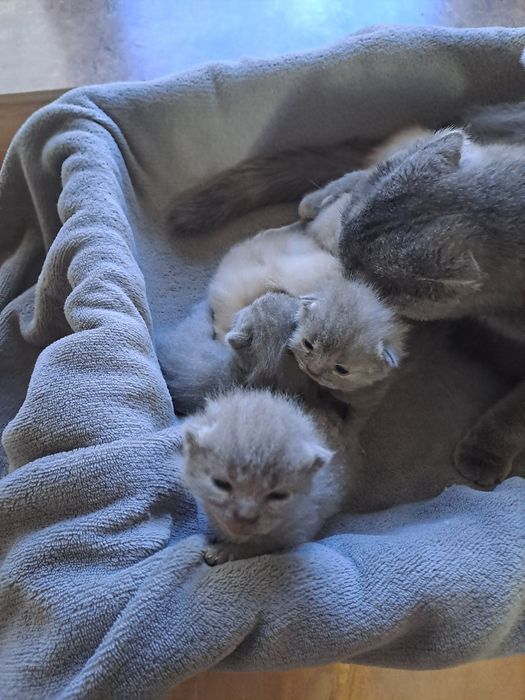 Шотландські кошенята