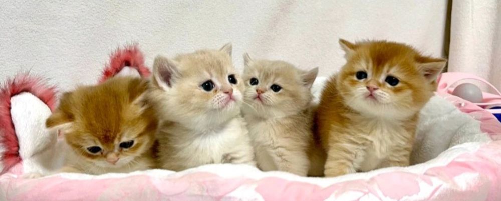 Кошенята котусики золота шиншила