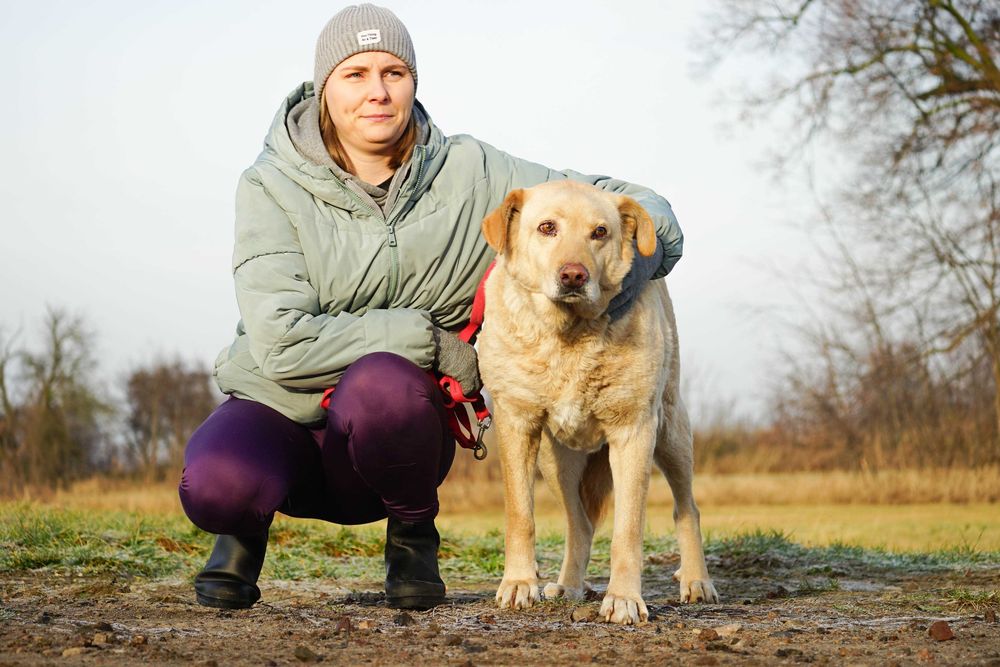 BINIO - śliczny strszy psiak w typie labrador